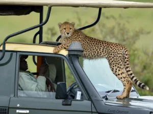 cheetah