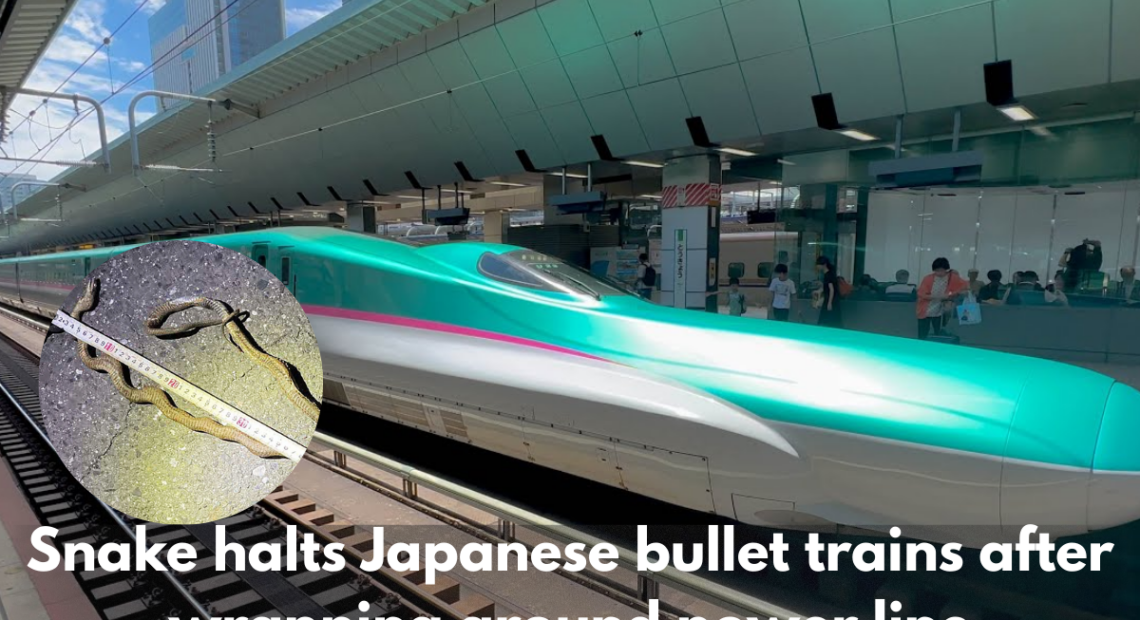 Snake halts Japanese bullet trains after wrapping around power line