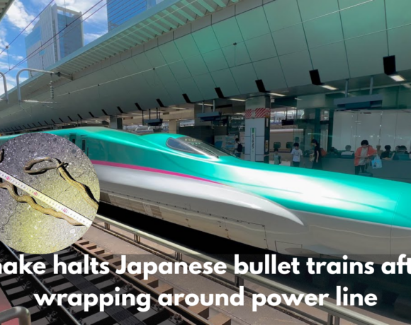 Snake halts Japanese bullet trains after wrapping around power line