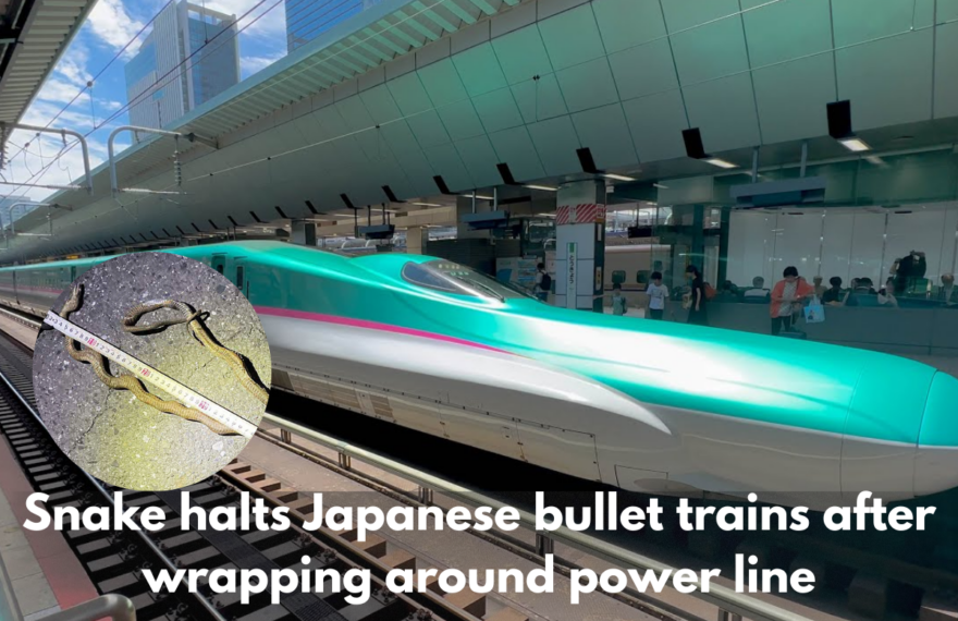 Snake halts Japanese bullet trains after wrapping around power line