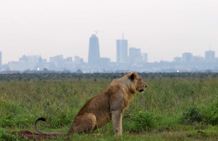 Lionesses recaptured