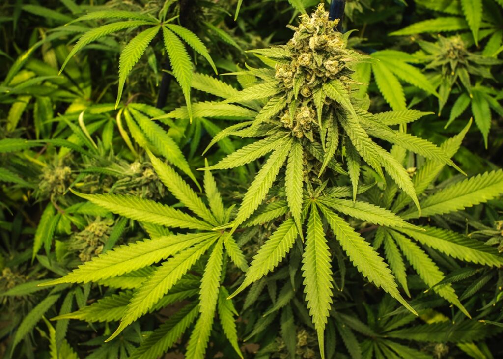 Cannabis