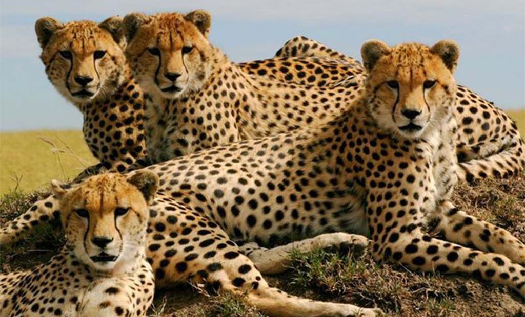 cheetah