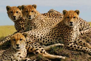 cheetah