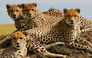 cheetah
