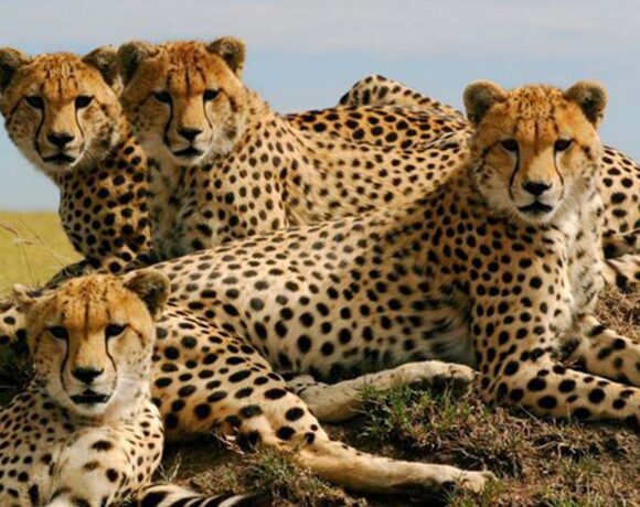 cheetah