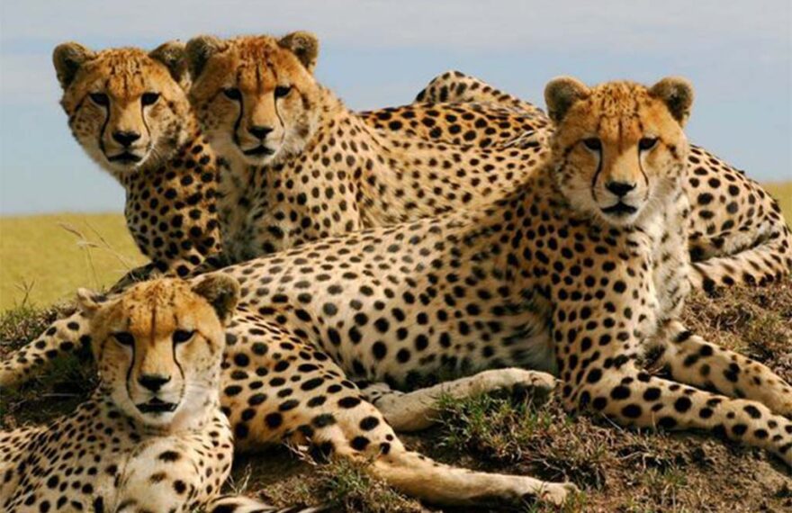 cheetah