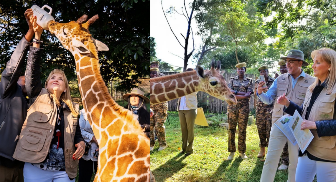 Giraffe