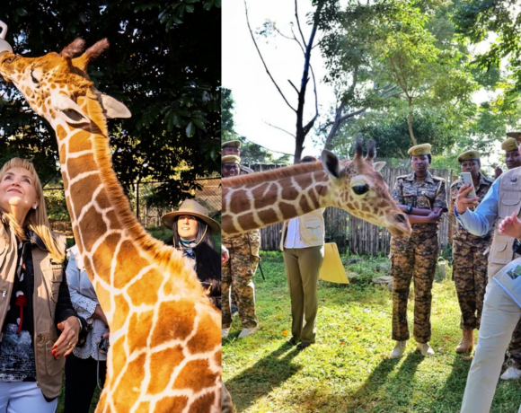 Giraffe