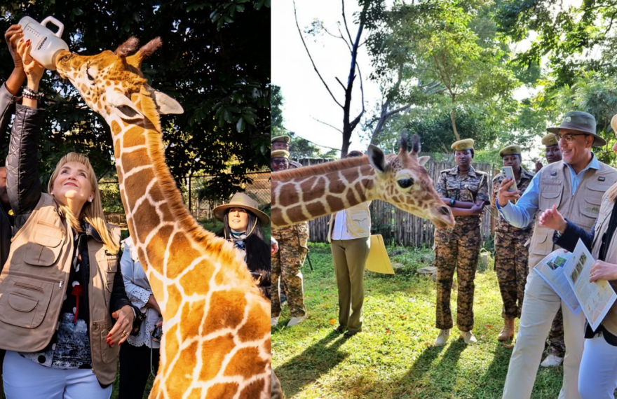 Giraffe