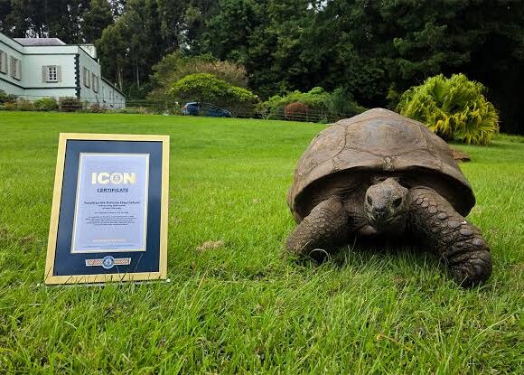 Tortoise