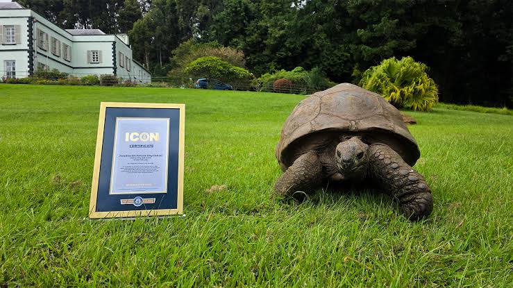 Tortoise
