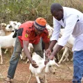Sheep and goats targeted by PPR eradication efforts