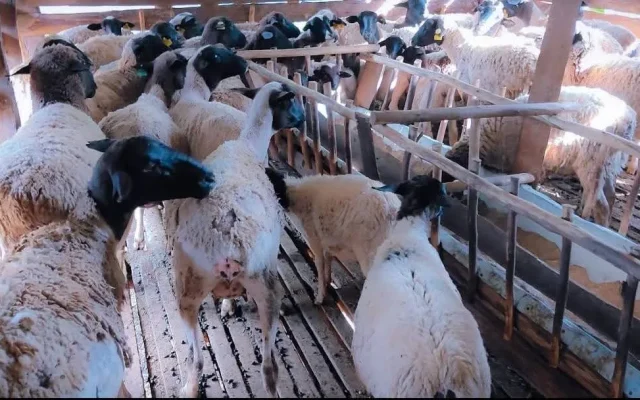 FAO urges wider funding as EU pledges Sh7.38 billion for PPR eradication