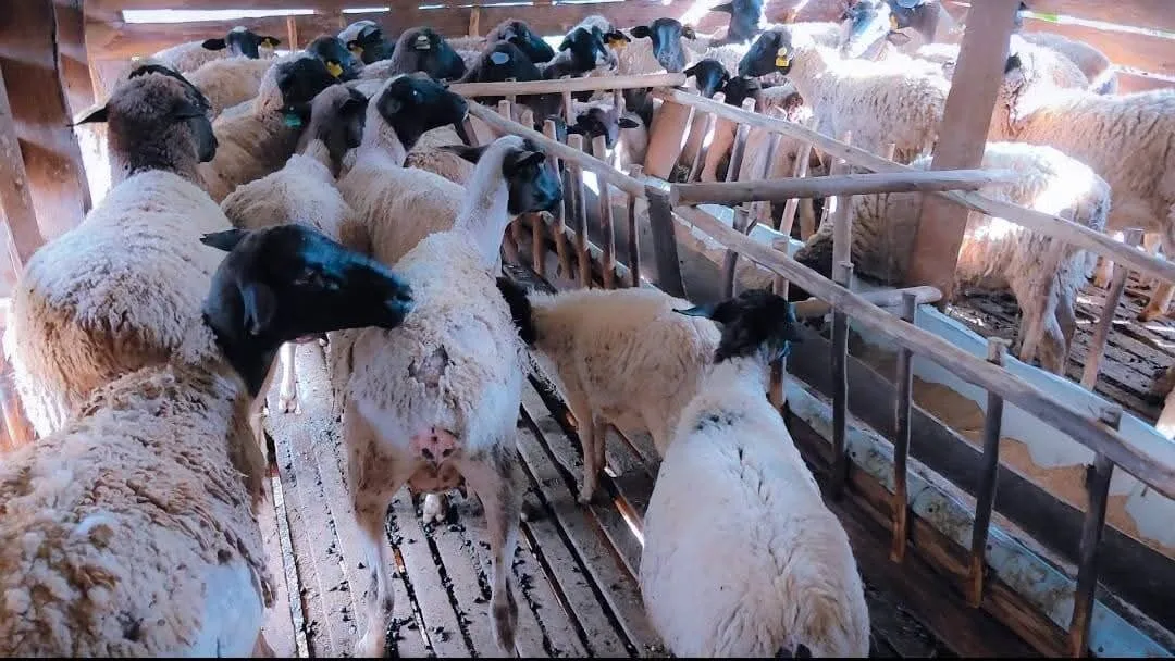 Sheep and goats targeted by the PPR eradication campaign