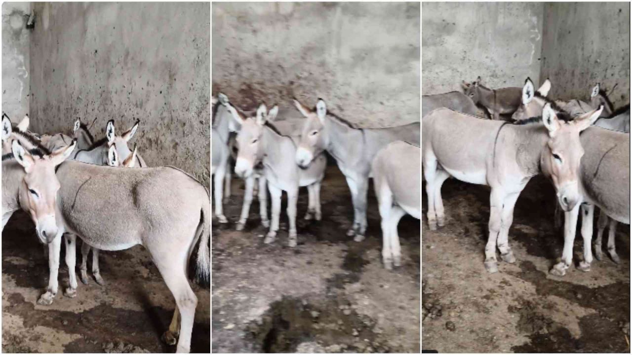 Donkeys rescued from a suspected illegal slaughter site in Juja