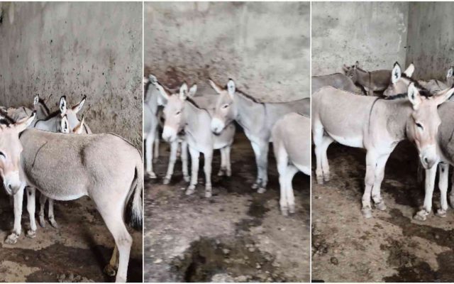 30 Donkeys Rescued From Suspected Illegal Slaughter Operation in Juja