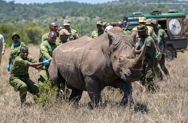 Black rhino conservation in Kenya