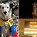 Venezuela honours retired rescue dog Tsunami with bronze statue