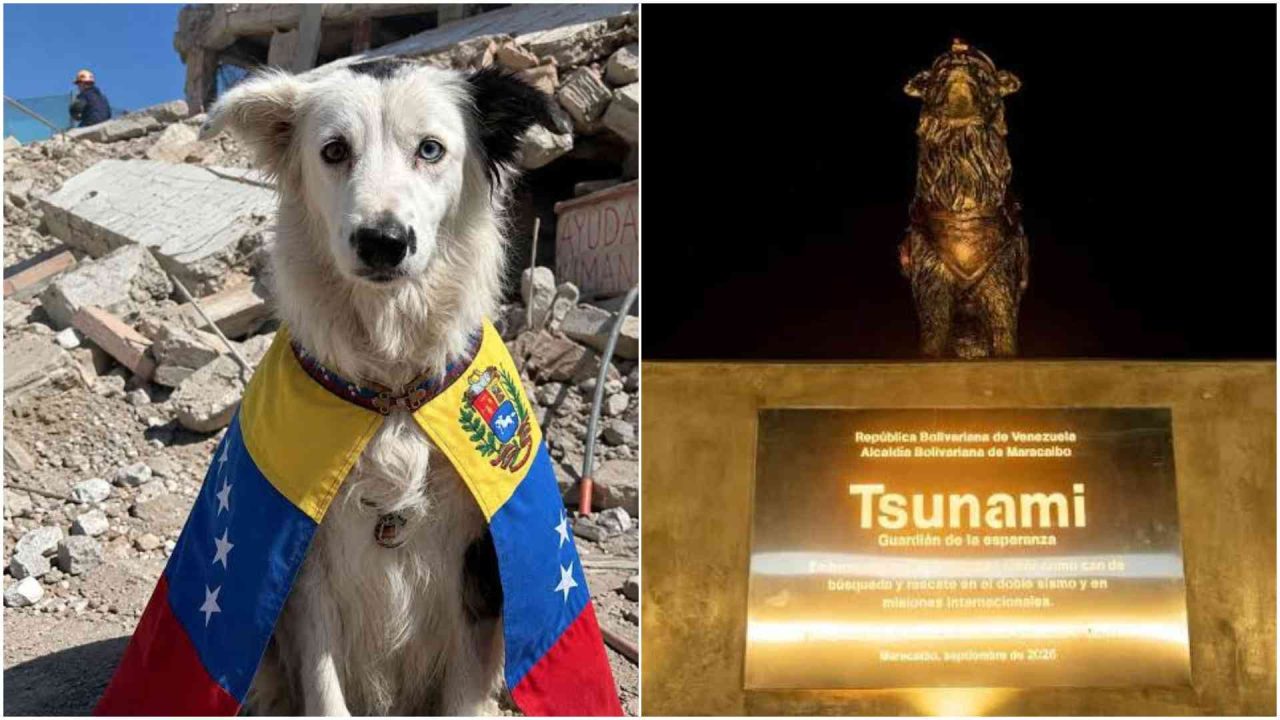 Retired rescue dog Tsunami honoured in Venezuela