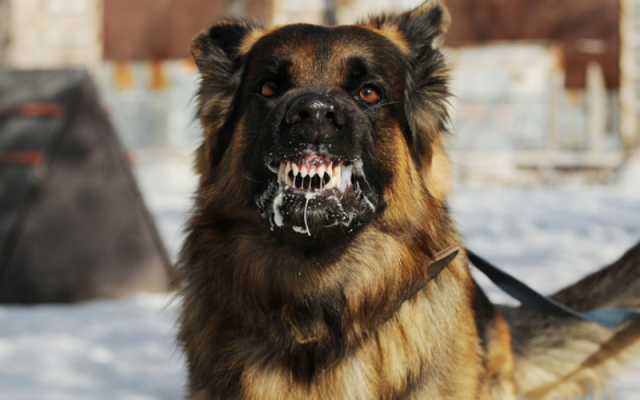 Kenya Experts Warn: Seek Treatment Immediately After Dog Bites