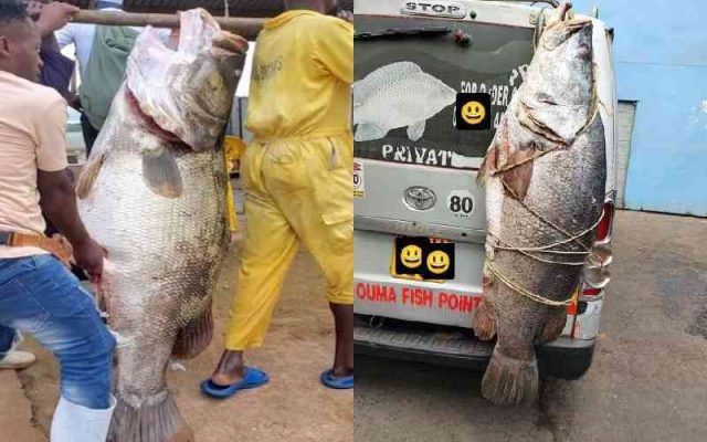 Giant Nile perch tied upright behind matatu draws attention online