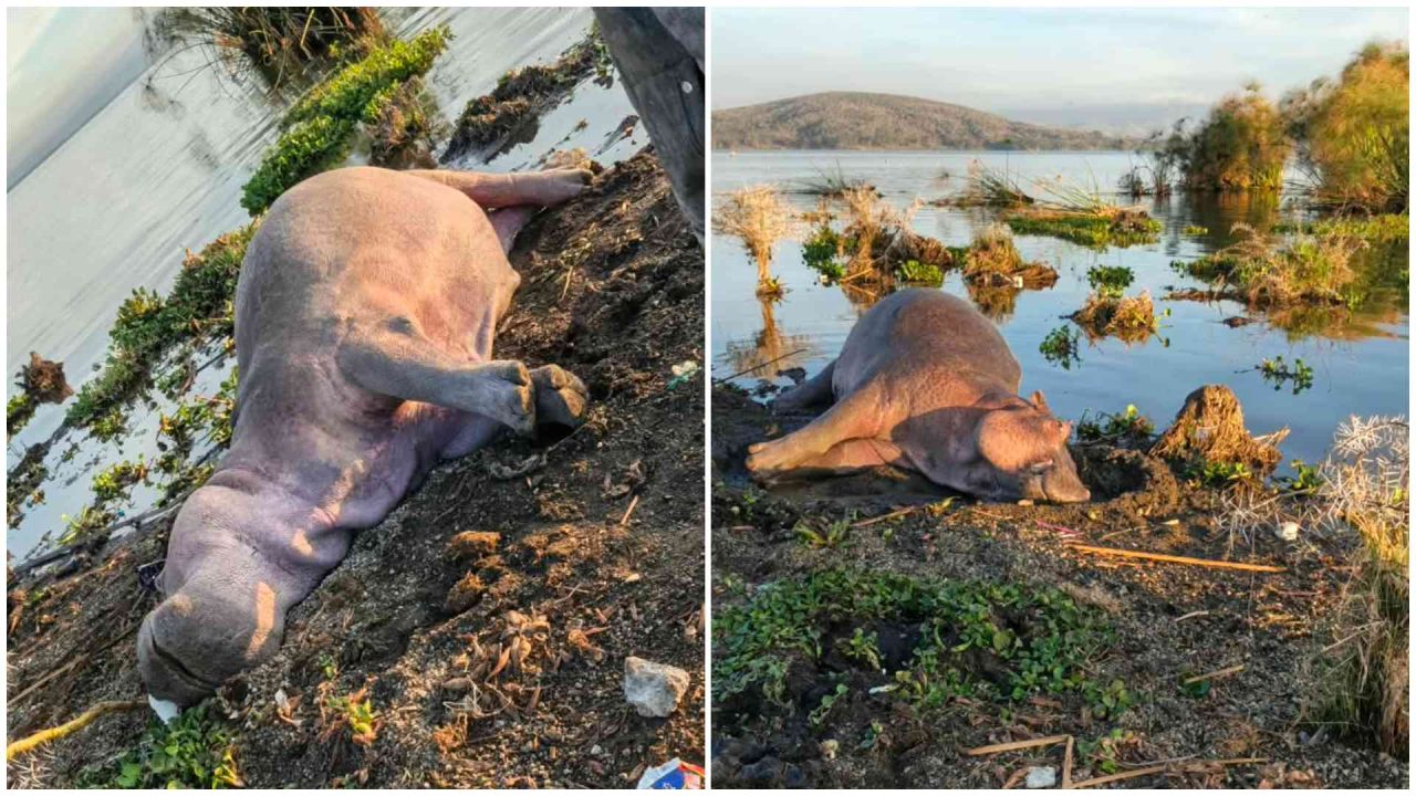 Hippos at Lake Naivasha