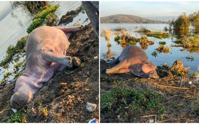 Hippo deaths at Lake Naivasha spark poisoning fears as KWS investigates