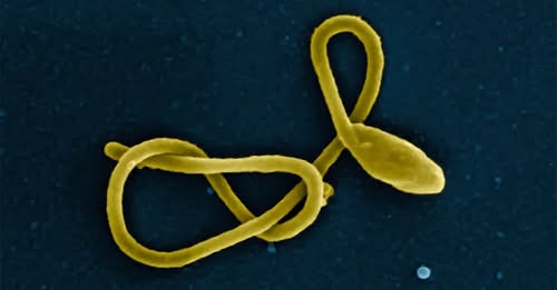 Africa CDC mobilises $1.5 million for Kenya’s Ebola response