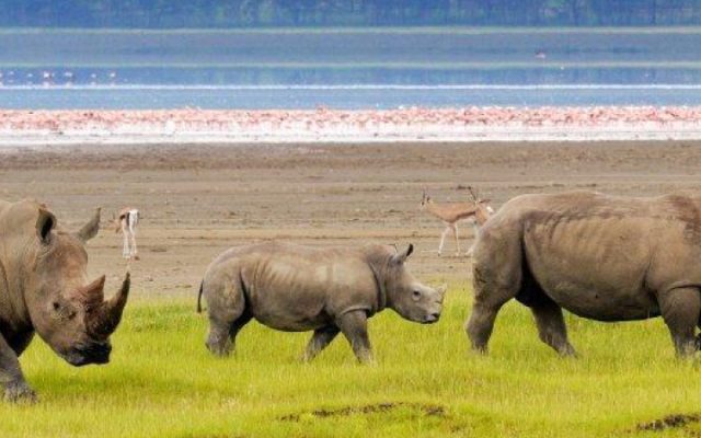 Lake Nakuru Fishing: High Court Suspends Joho’s Directive