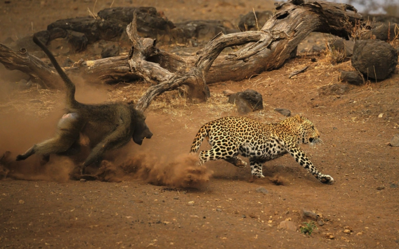 Masai Mara baboons confront cheetah after tense night near Keekorok Lodge