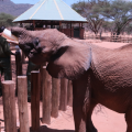 Elephant conservation at Reteti Elephant Sanctuary