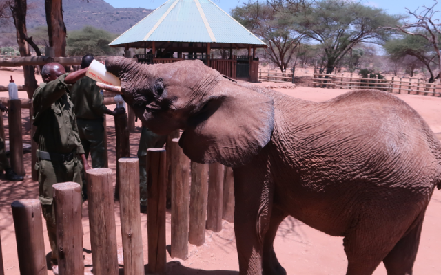 Reteti goat milk purchases support 1,250 Samburu women