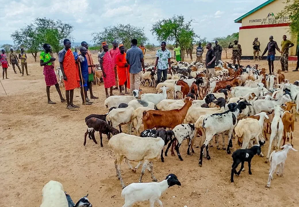 Turkana Livestock Recovery: Officers Recover 445 Stolen Sheep and Goats