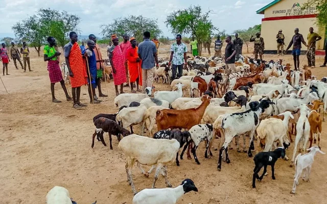 Turkana Livestock Recovery: Officers Recover 445 Stolen Sheep and Goats